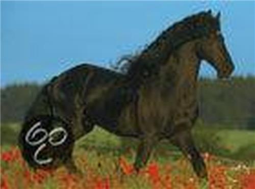 Trotse hengst